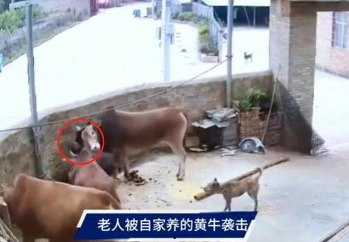 牛裤子最新爆料视频,惊人内幕曝光！